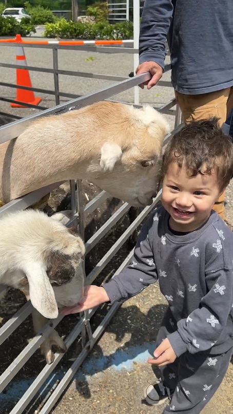 A child feed animals at the petting zoo