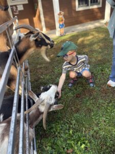 A Post Avenue preschool feeds a goat.