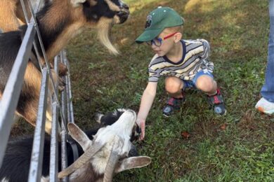 A Post Avenue preschool feeds a goat.